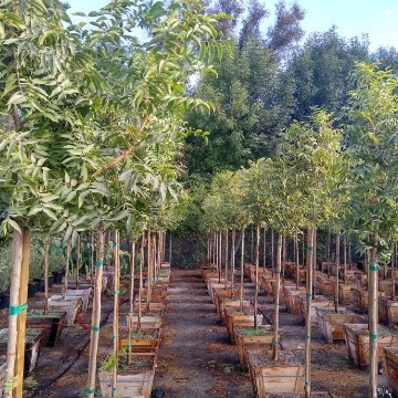 36" Box Shade Trees