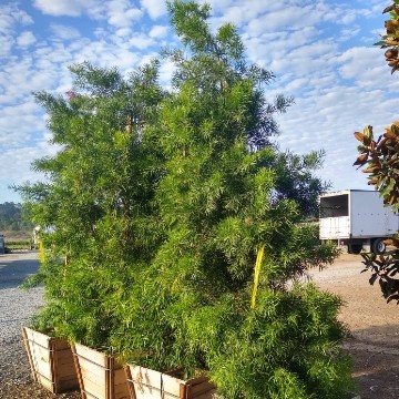 Large Box Trees 48 Inch