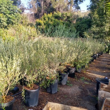 5 Gallon Olive Trees