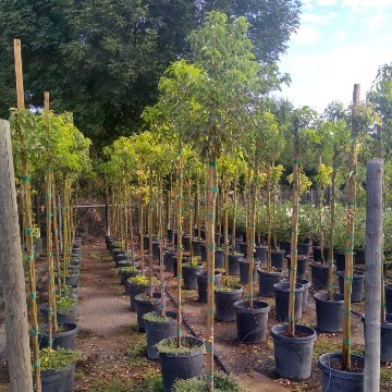 15 Gallon 4 foot to 6 foot Shade Trees