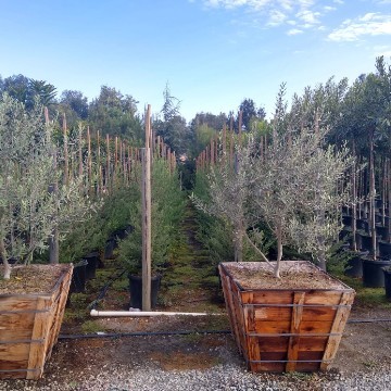 American Tree Company Apple Valley Ca Large 48" Box Trees Ready To Plant