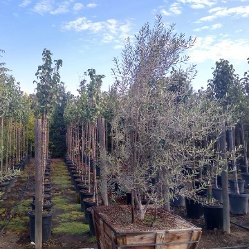 American Tree Company Apple Valley Ca Large Boxed Tree Ready To Plant