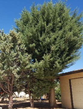 American Tree Company Apple Valley Ca Tree Removal and Stump Removal