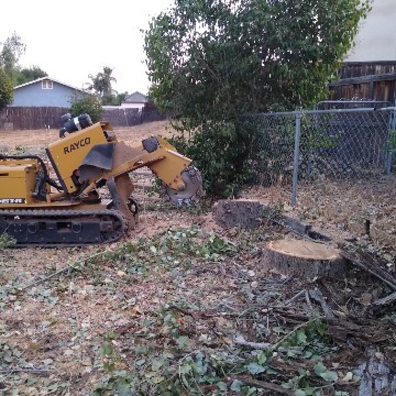 American Tree Company Apple Valley Ca Tree Stump Removal Image Before Stump Removal