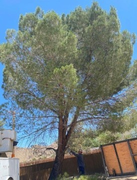 American_Tree_Company_Apple_Valley_Ca_Large_Aleppo_Pine_Tree_Removal