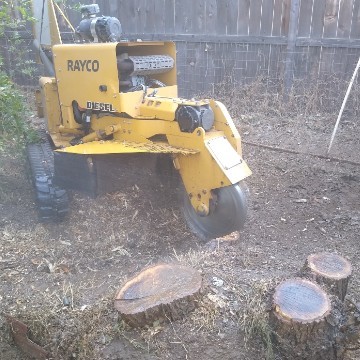 American Tree Company Apple Valley Ca Multiple Tree Stump Removal Before Image