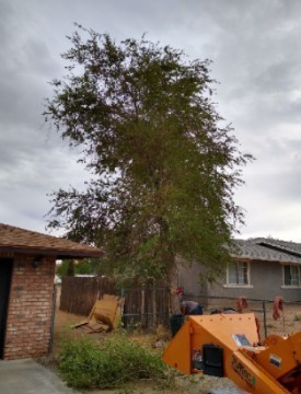 American Tree Company Apple Valley Ca Problem Tree Removal Fence Had Grown Into The Trees Trunk