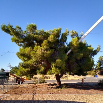 Bushy Pine Tree Need A Tree Trimming
