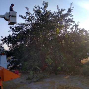 Very Bushy Fruitless Mulberry, Branches touching the Ground and Hiding a Fencce