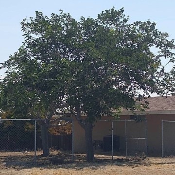 Fruitless Mulberry Nicely Trimmed and Balanced