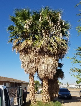 Tall Palm Tree With Many Dead Palm Fronds need to be removed.