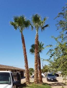 Image of Palm Tree With Dead Palm Fronds Removed, Beautiful
