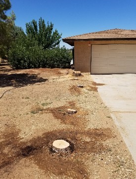 American Tree Company Apple Valley Ca Multiple Tree Stump Removal. Before Image For Tree Stump Removal