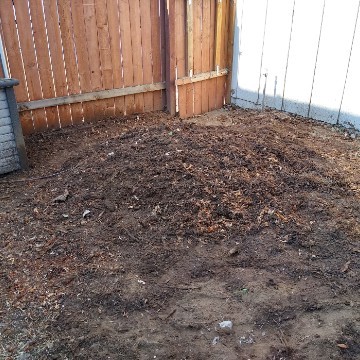 American Tree Company Apple Valley Ca Multiple Tree Stump Removal After Image