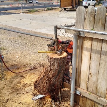 American Tree Company Apple Valley Ca Problem Stump Removal Before Image With Chain Link Fence In Tree Trunk