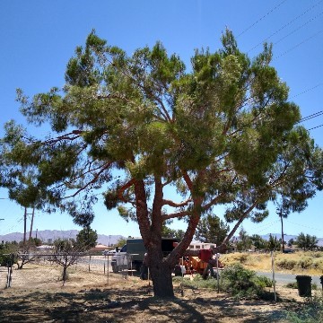 From Busy Tree To Balanced Tree Trimming
