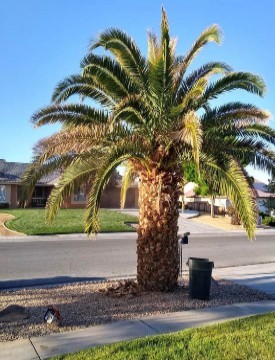 Short Palm Tree With Dying Palm Fronds Need Tree Trimming
