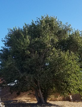 Bushy Fruitless Mulberry allowed to get overgrown
