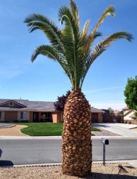 Small Palm Tree Image Once Tree Trimming Was Done
