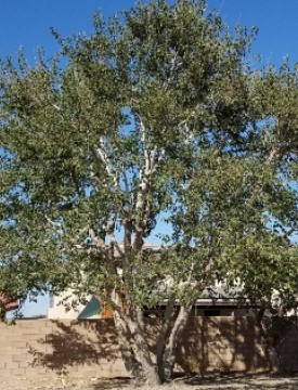 Another overgrown and bushy Fruitless Mulberry
