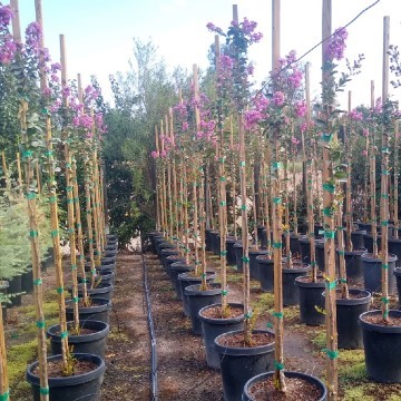 15 Gallon Crepe Myrtle Trees