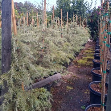 15 Gallon Deador Cedar Trees