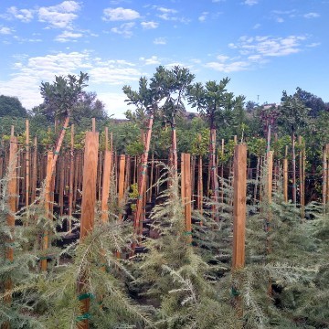 More 15 Gallon Deador Cedars