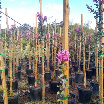 Close Up of Crepe Myrtle  Flower