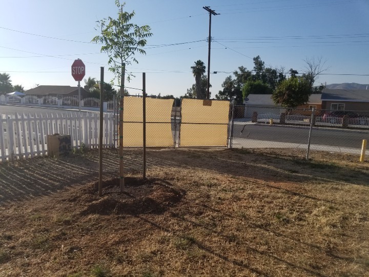 Fruitless Mulberry Tree with Water Well Moat