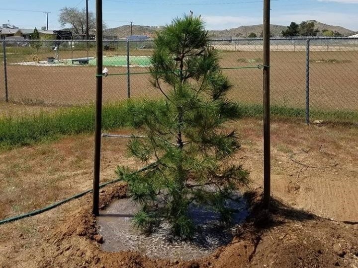 15 Gallon Pine Tree Planted, Moat Watering