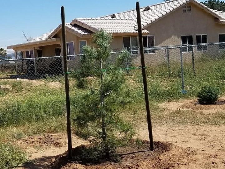 15 Gallon Pine Watered in Moat