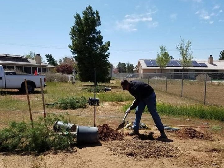 Preparing Soil to Plant a 15 Gallon Pine