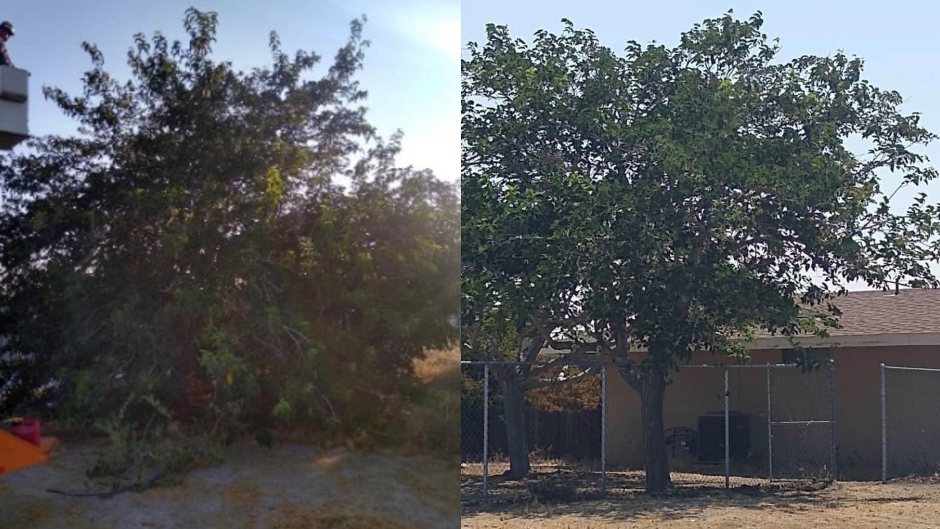 Fruitless Mulberry Before And After Pics