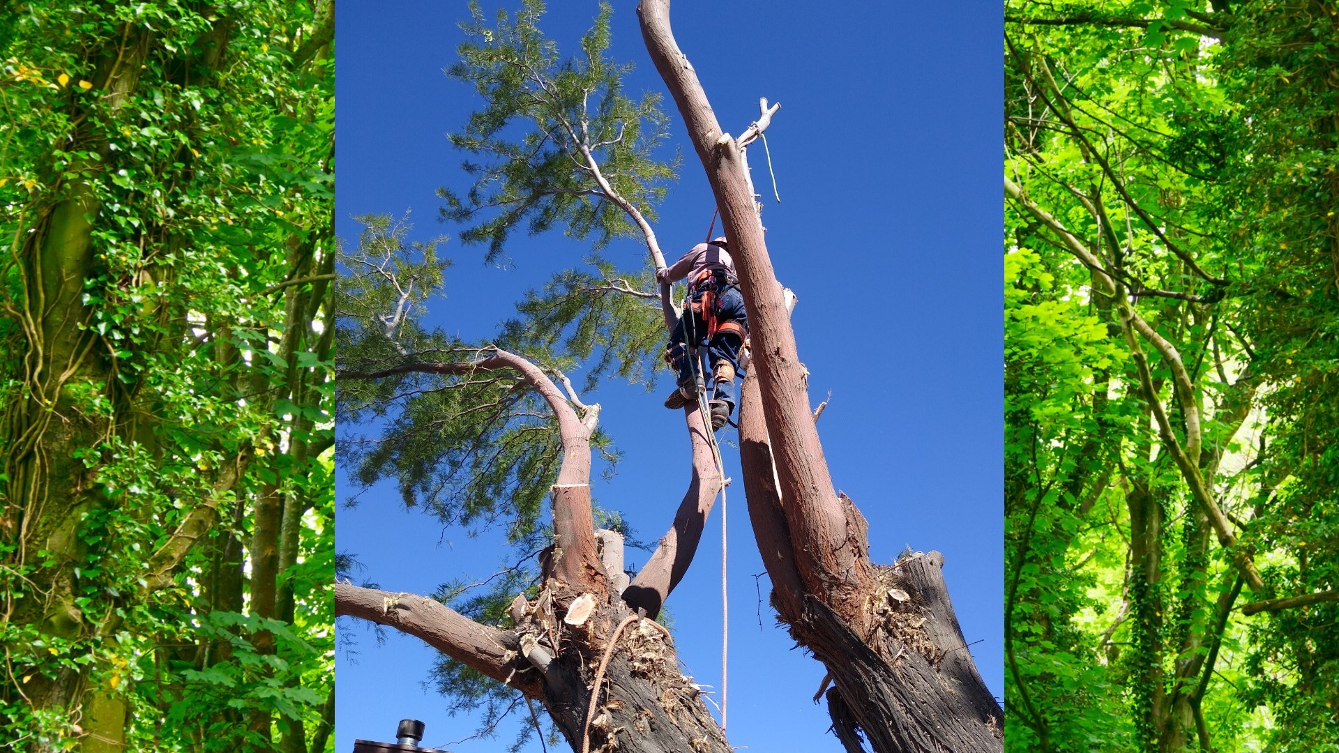 Tree Removal in Progress Several Branches and Tree Trunk Remain