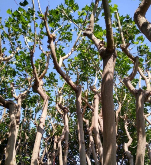 Beautiful Tree Trimming Done Right