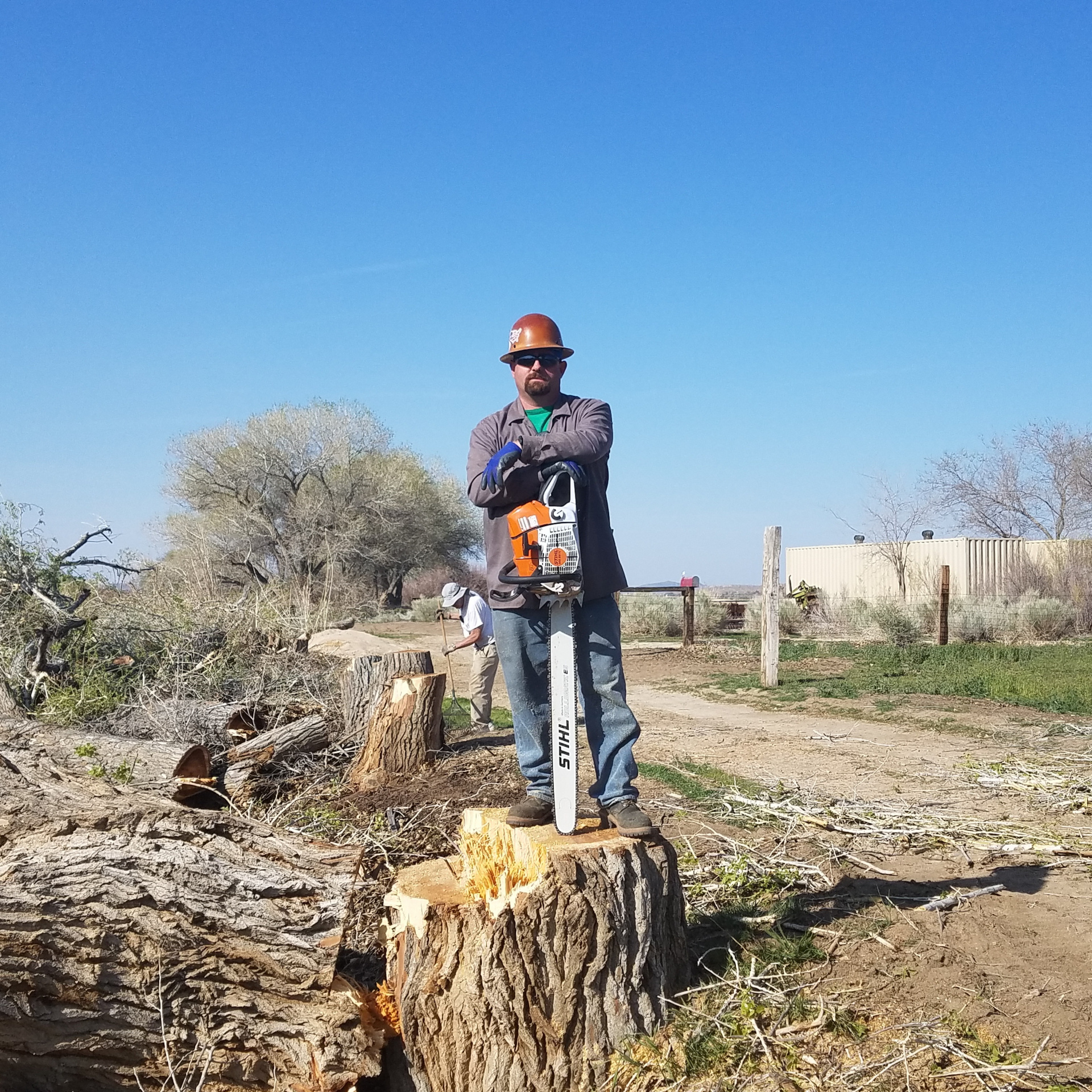 Owner Matt Day Just Felled Several Trees