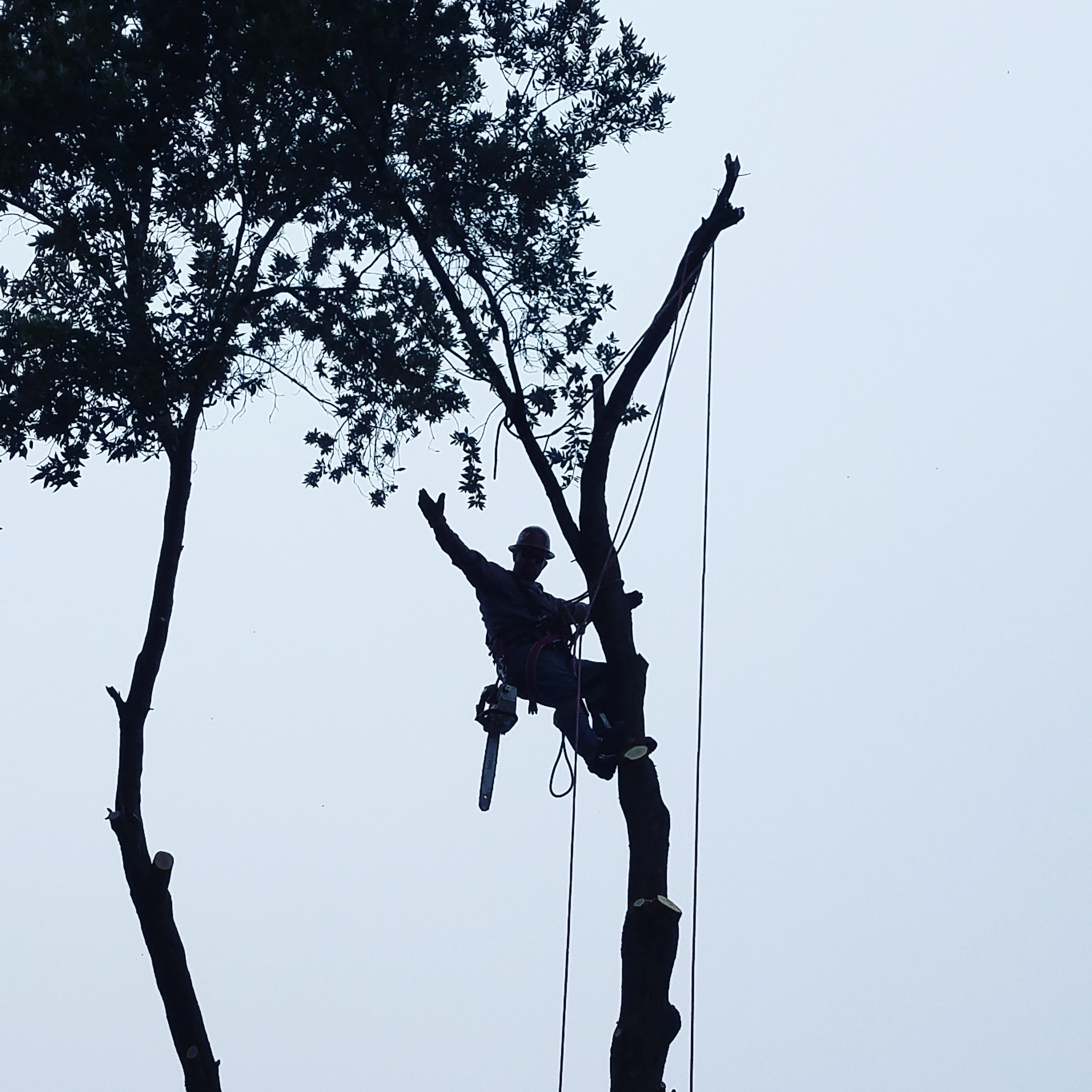 Owner Matt Day About Half Finished With A Tree Removal