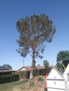 Pine Tree Trimmed And Ready For New Growth