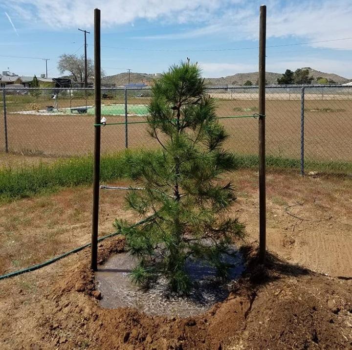 We Planted this 15 Gallon Pine Tree, Properly Staked for High Desert Winds, Moat Recommended for Watering