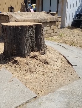 American_Tree_Company_Apple_Valley_Ca_Tree_Removal_No_Stump_Removal