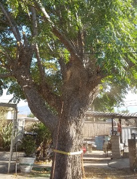 American_Tree_Company_Apple_Valley_Ca_Tree_Removal