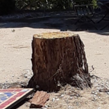 American Tree Company Apple Valley Ca Tree Stump Removal Before Image