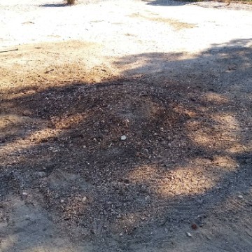 American Tree Company Apple Valley Ca Tree Stump Removal After Image