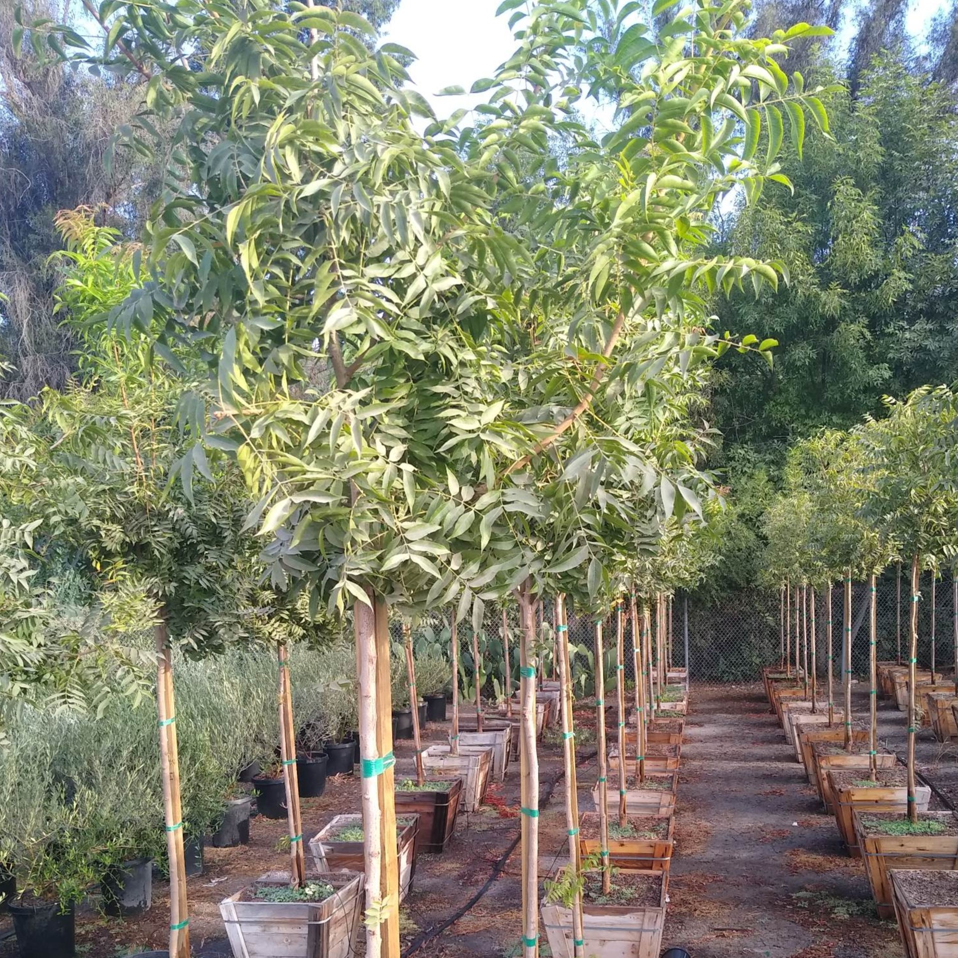 American Tree Company Apple Valley Ca Small Boxed Shade Trees 36" Ready To Plant
