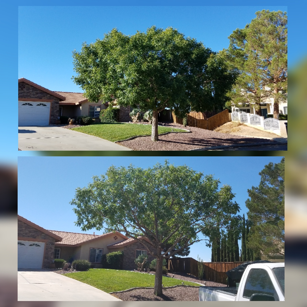 Tree Trimming Before & After Image